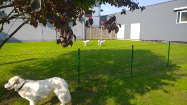 Hundeplatz Trainingsfläche 1