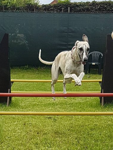 Hundeplatz Trainingsfläche: Aus dem Alltag: Hürden